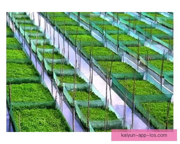 开云体育助力世界杯赛事热潮打造全球足球盛宴全新体验